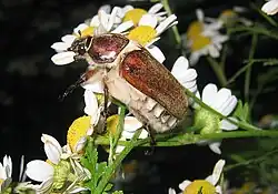 Anoxia villosa