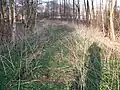 Zugewachsene Gleise der Anschlussbahnen der Lüneburger Wachsbleiche östlich der Ilmenau im Jahr 2010, Blickrichtung Ost.