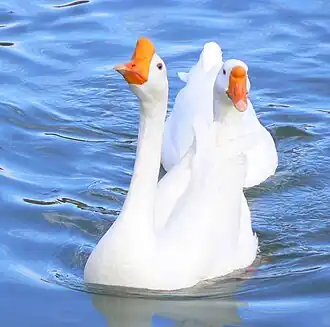 Höckergans