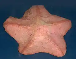Anseropoda placenta