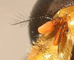 Arista von V. pellucens ♀