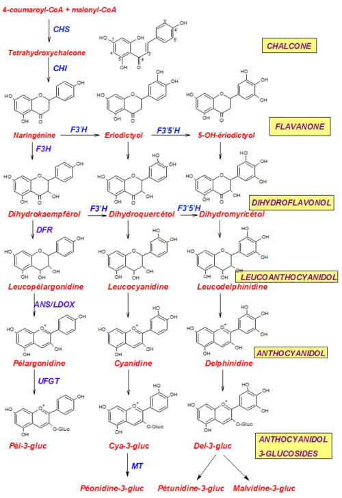Biosynthese von Pelargonidin, Cyanidin und Delphinidin