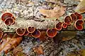 Anthracophyllum lateritium