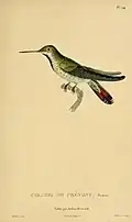 Grünbrust-Mangokolibri, gemalt von Jean-Gabriel Prêtre (1768–1849)