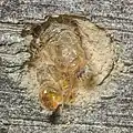 Exuvie an einer Nisthilfe für Wildbienen