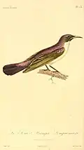 Violettmantel-Nektarvogel illustriert von Prêtre