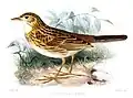 Ockerbrustpieper (Anthus nattereri) illustriert von Joseph Smit