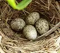 Nest des A. c. rufuloides in Südafrika
