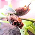 Porizide Kapselfrucht von Antirrhinum majus