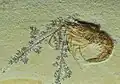 Zehnfußkrebs Antrimpos sp.