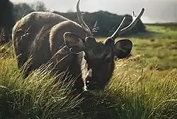 Sambar