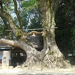 Der Kampferbaum