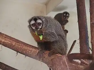 Aotus boliviensis
