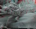 REM-Anaglyphen-Darstellung von Aphis fabae auf einer Blattunterseite, Vergrößerung 50×