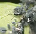 Geflügeltes Exemplar