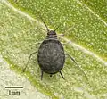 Ungeflügeltes Exemplar, dorsal