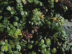 Apium bermejoi