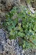 Apium prostratum