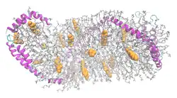 Apolipoprotein A1
