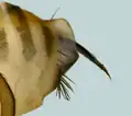 Legestachel einer A. borealis