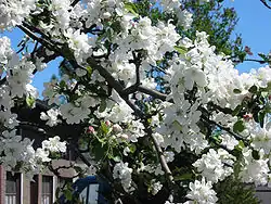 Apfelblüte