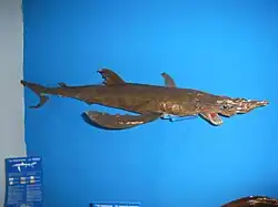 Blauhai