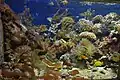 Aquarium, tropisches Korallenriff
