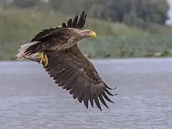 2021 Seeadler