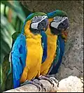 Zwei Gelbbrustaras (Ara ararauna) im Jurong Bird Park