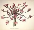 Brunsvigia multiflora W.T.Aiton (Synonym für Brunsvigia orientalis (L.))