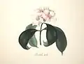 Roupellia grata (Synonym für Strophanthus gratus)