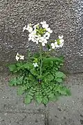 Habitus der Sand-Schaumkresse
