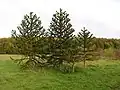 Araukarien