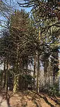 Araukarien-Wald