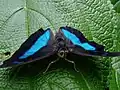 Archaeoprepona demophon