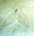 Florfliege Archegetes neuropterorum
