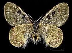 ♀ △
