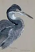 Schwarzhalsreiher (Ardea melanocephala) in Album of Abyssinian Birds and Mammals, 1930