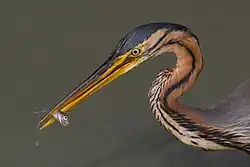 Purpurreiher