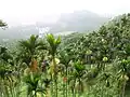 Areca catechu in einer Zucht-Plantage in Taiwan
