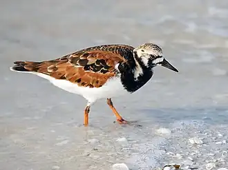 Steinwälzer