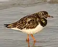 Steinwälzer am Strand der Düne