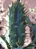 Unreife, stachlige Rahmenkapsel des Mexikanischen Stachelmohns. Die bläulichen Linien deuten den verbleibenden Rahmen an