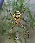 Wespenspinne
