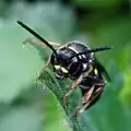 Ragwurz-Zikadenwespe (Argogorytes mystaceus), Kopf