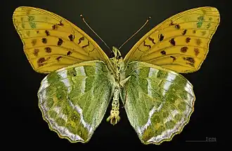 △ Ventralansicht ♂