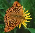 Argynnis paphia am Hiuchiyama