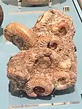 Arietites brookei – Lyme Regis