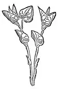 Kapitel 11. Aristologia – osterlutzye