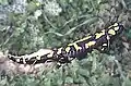 Kleinasiatischer Feuersalamander
